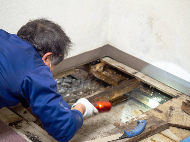 Best Crawl Space Mold Removal  in Apple Creek, OH