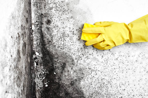 Best Local Mold Removal Service  in Apple Creek, OH