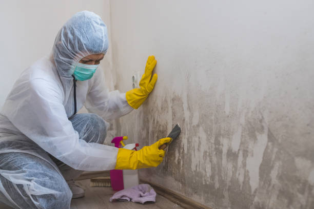Best Emergency Mold Removal  in Apple Creek, OH