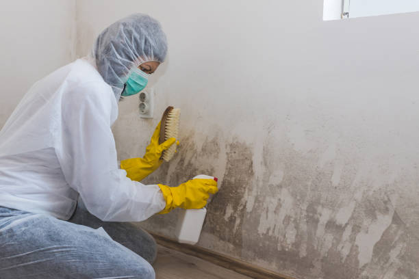 Mold Testing and Removal in Apple Creek, OH
