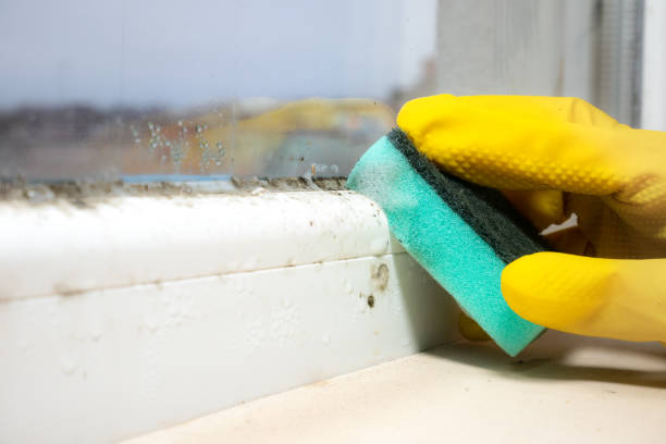 Best Mold Removal Company Near Me  in Apple Creek, OH