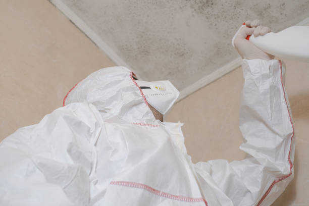 Best Mold Testing and Removal  in Apple Creek, OH