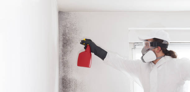 Best Mold Testing  in Apple Creek, OH