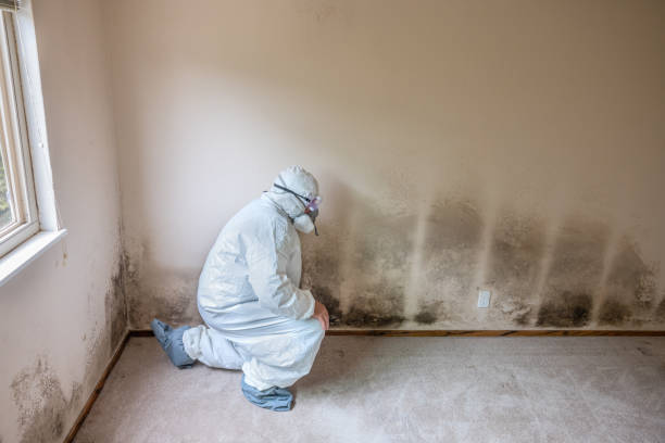 Crawl Space Mold Removal in Apple Creek, OH